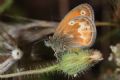 Coenonympha corinna